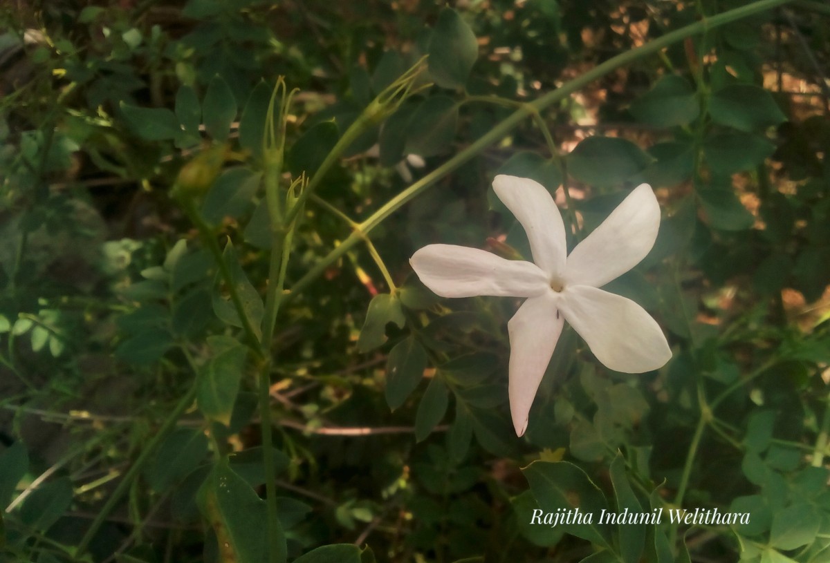 Jasminum grandiflorum L.